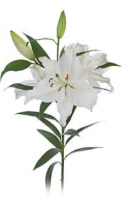 LILY STEMS